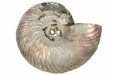 One Side Polished, Pyritized Fossil, Ammonite - Russia #174982-1